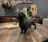 Hond sfeer foto bijgewerkt JPG