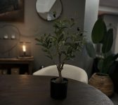 Klein olijf boompje sfeer bijgewerkt JPG