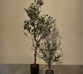 allebei de olijfboompjes bijgewerkt JPG